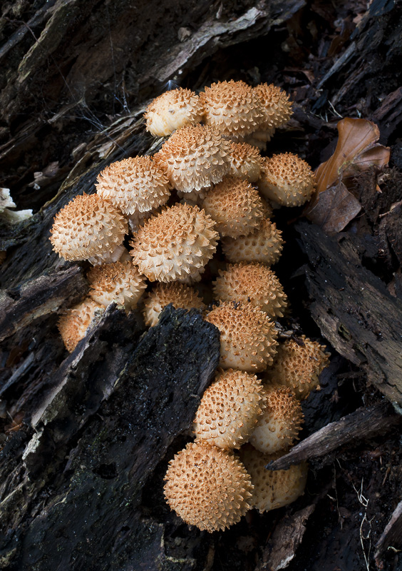 Pholiota squarrosoides